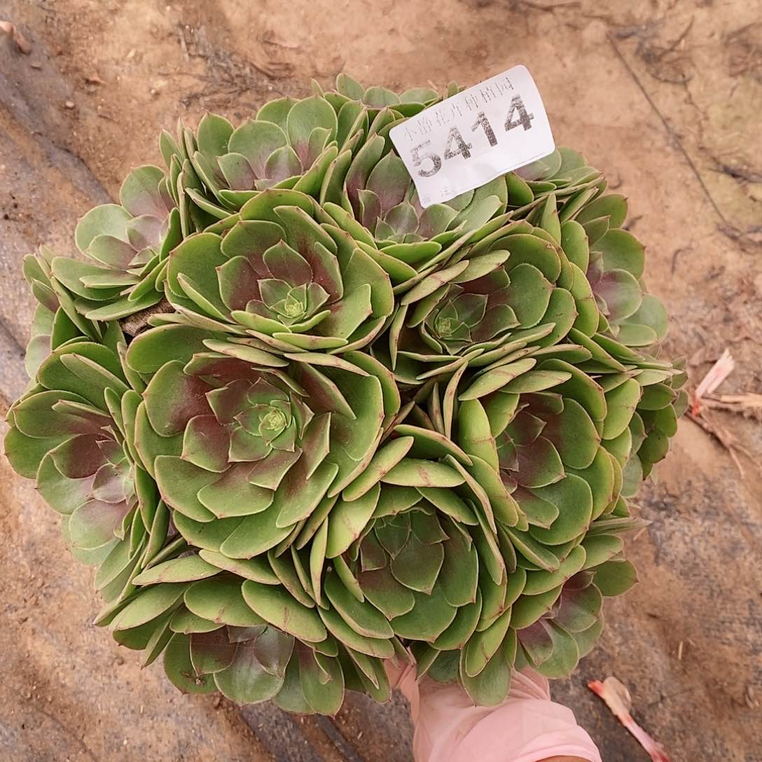 红陶5414万圣节5多肉