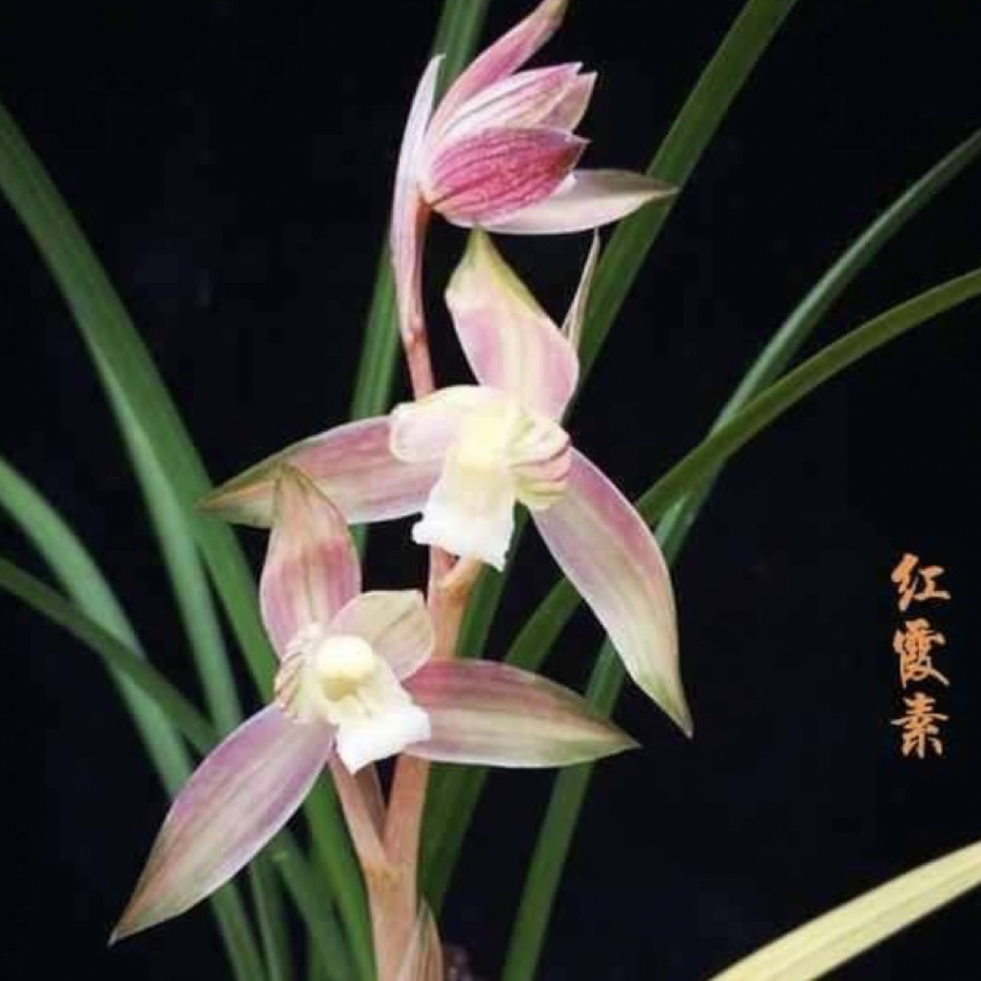 春剑多艺名品（红霞素）