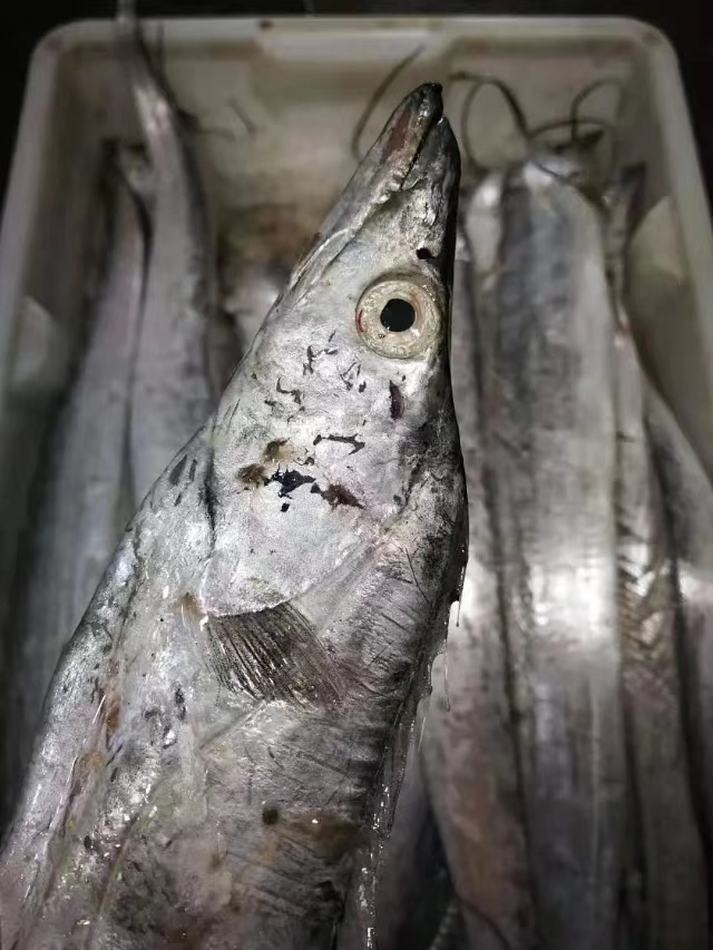【鲜出海现称瑕疵带鱼】宁波石浦海鲜拖网带鱼东海小小带鱼