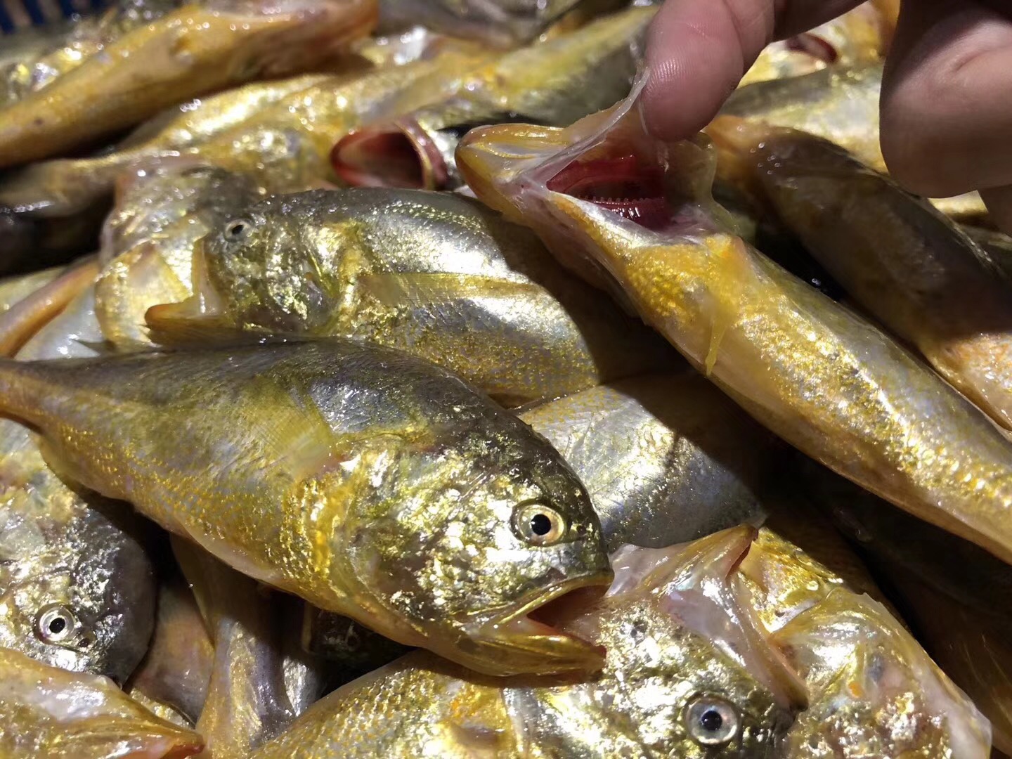 【鲜出海现称大梅童鱼点这里】宁波石浦海鲜东海海捕小梅童鱼本地