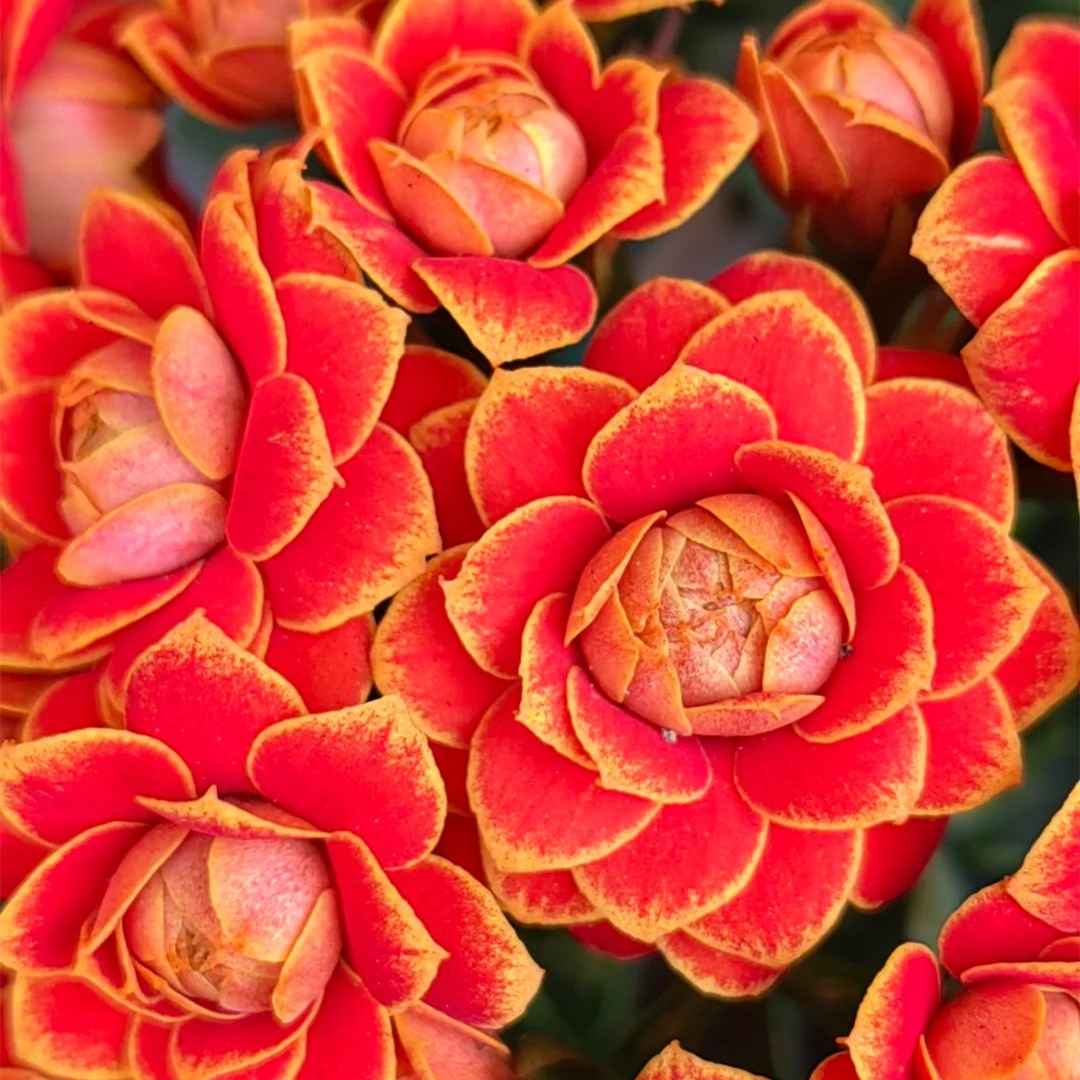 （清棚福利拍一发三）花后苗清棚长寿一箱3盆  除黑腐外无售后