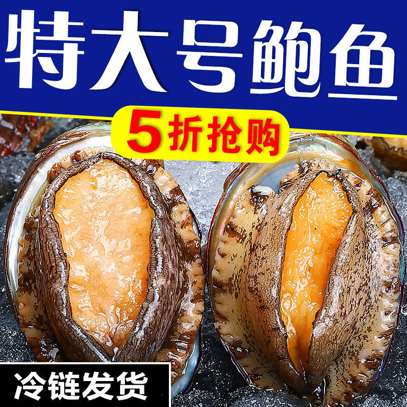 【8头/斤】大号海捕新鲜大鲍鱼到手20只海鲜水产鲜活特大鲍