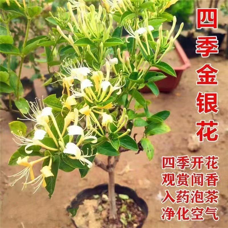 金银花 【拍一发二】 家庭阳台盆栽地栽