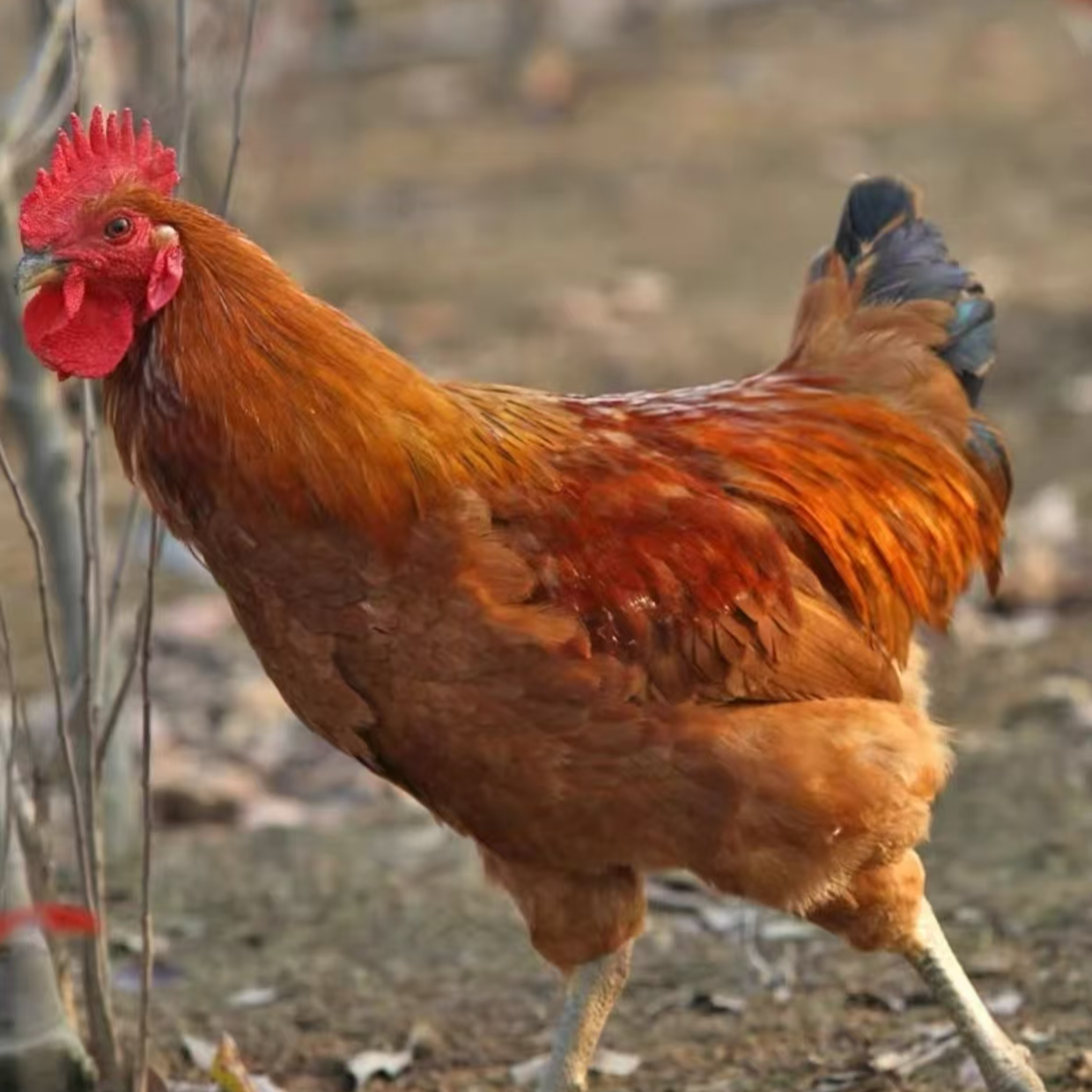 【永乐农人】整只笨鸡肉农村土鸡肉《生鲜下单不退换》(坏了包赔)