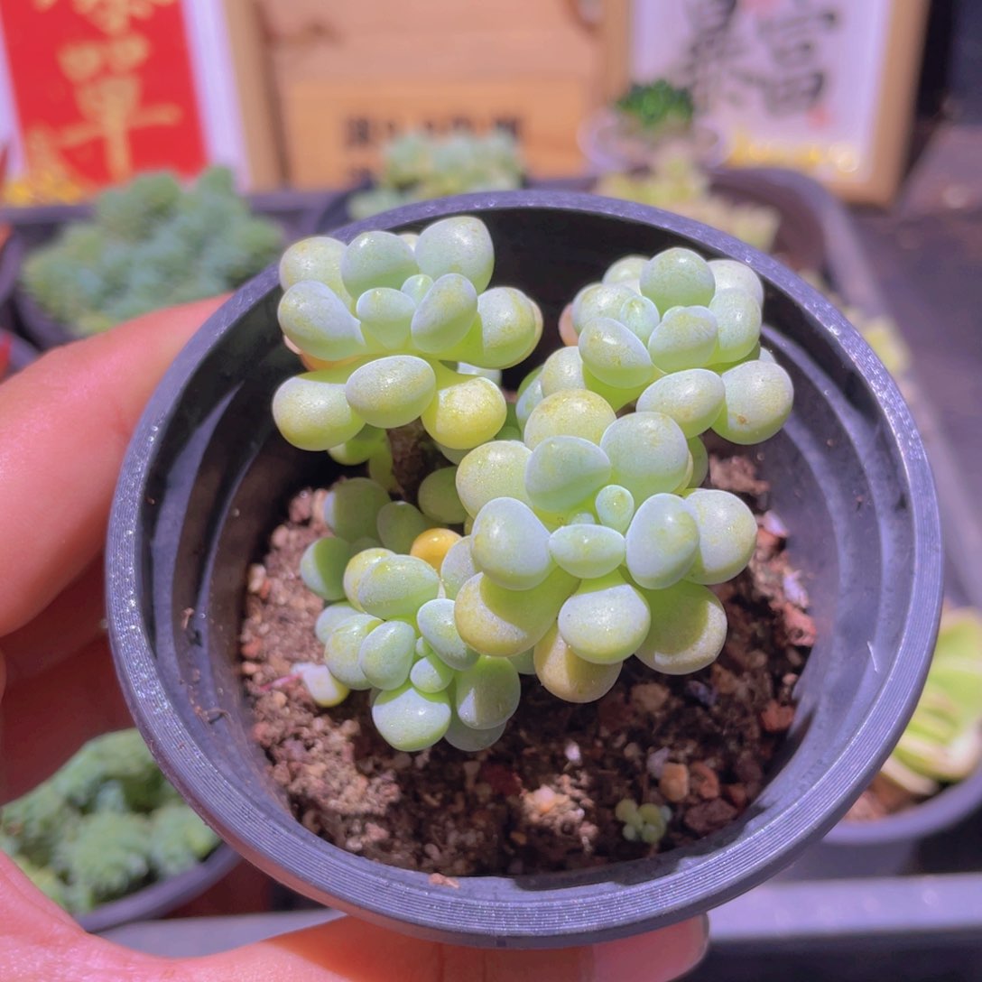 洛可可多肉9.9发货
