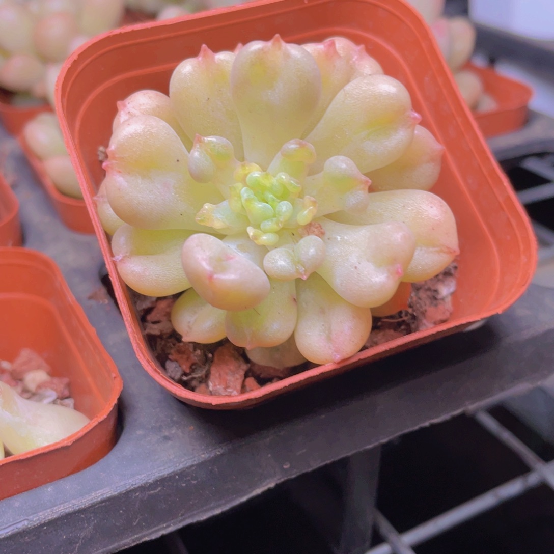 比尔盖茨多肉9.9发货