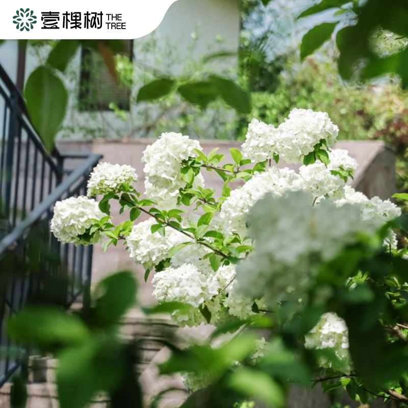 庭院植物中华木绣球（一物一拍）直播专用链接