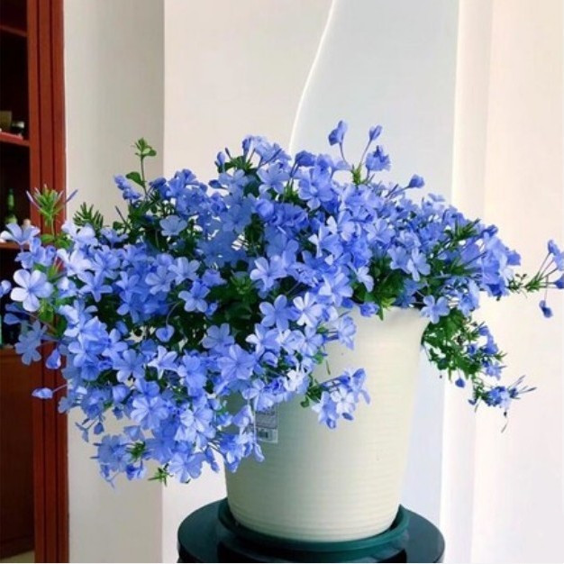 蓝雪花盆栽带花苞花卉观花植物室内花阳台爬藤花四季好养