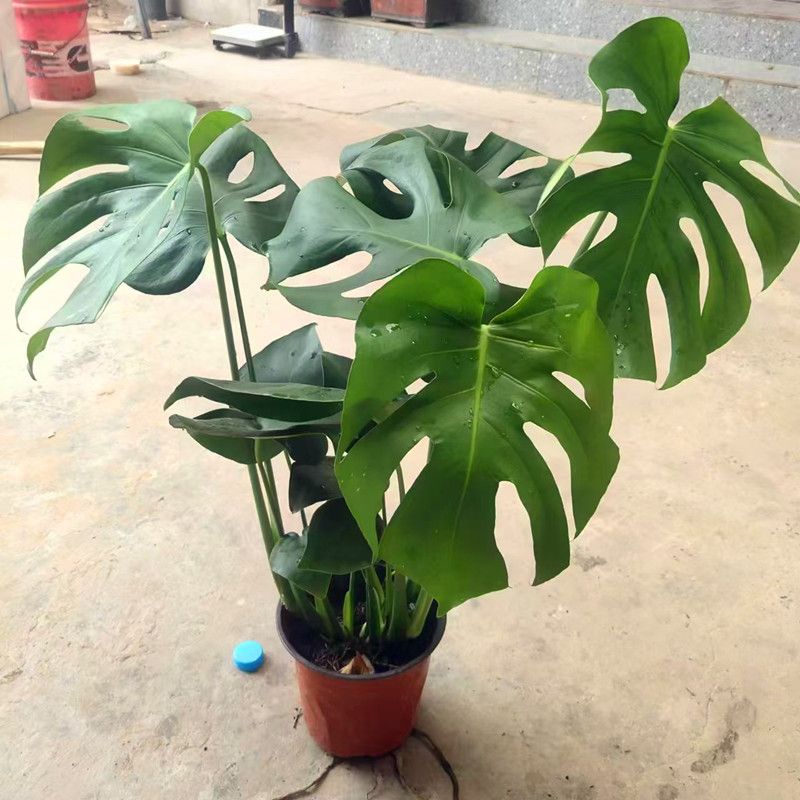 【天旺吉祥绿植】龟背竹大型盆栽绿植室内客厅吸甲醛净化空气四季