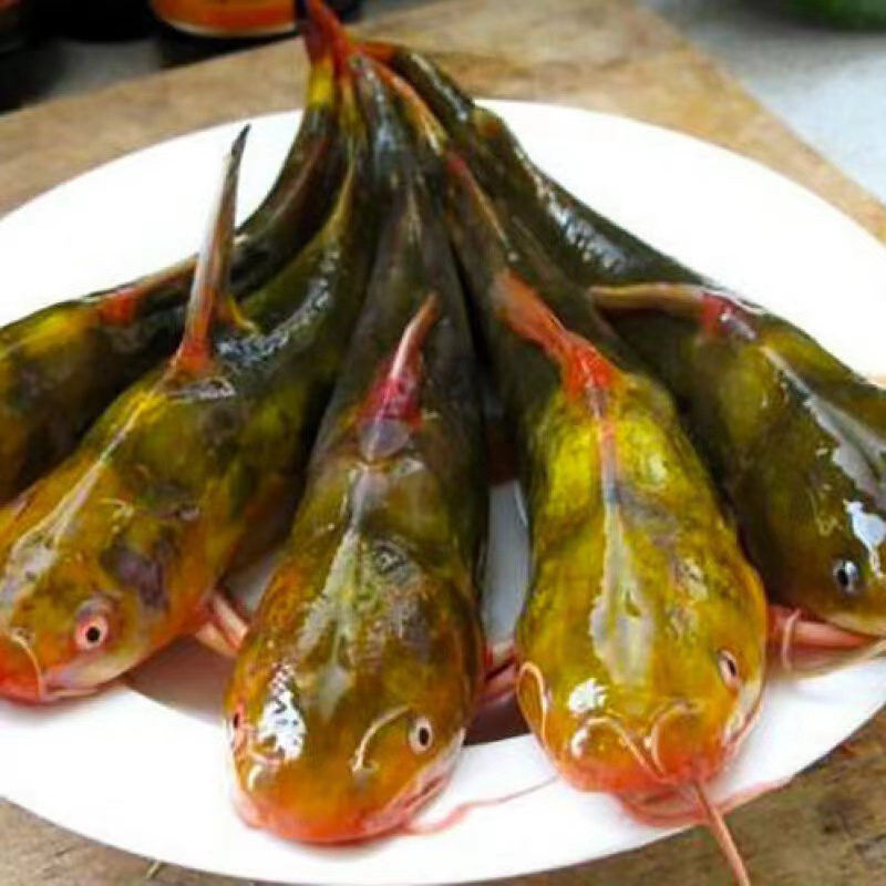 东北冷水大嘎牙鱼黄黄骨鱼