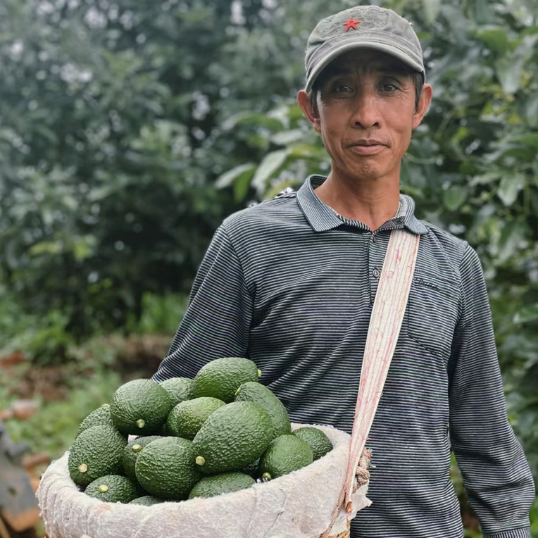 特价福利 云南孟连哈斯牛油果