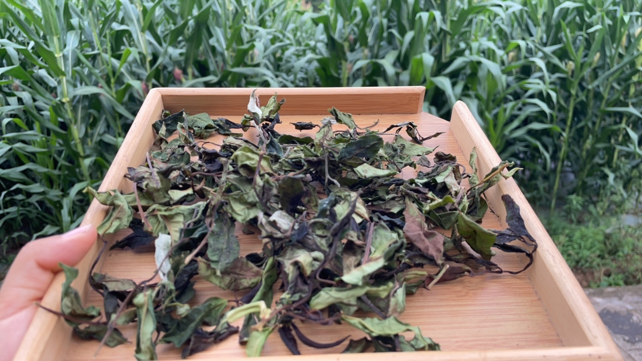 2025年单株野生古树白茶