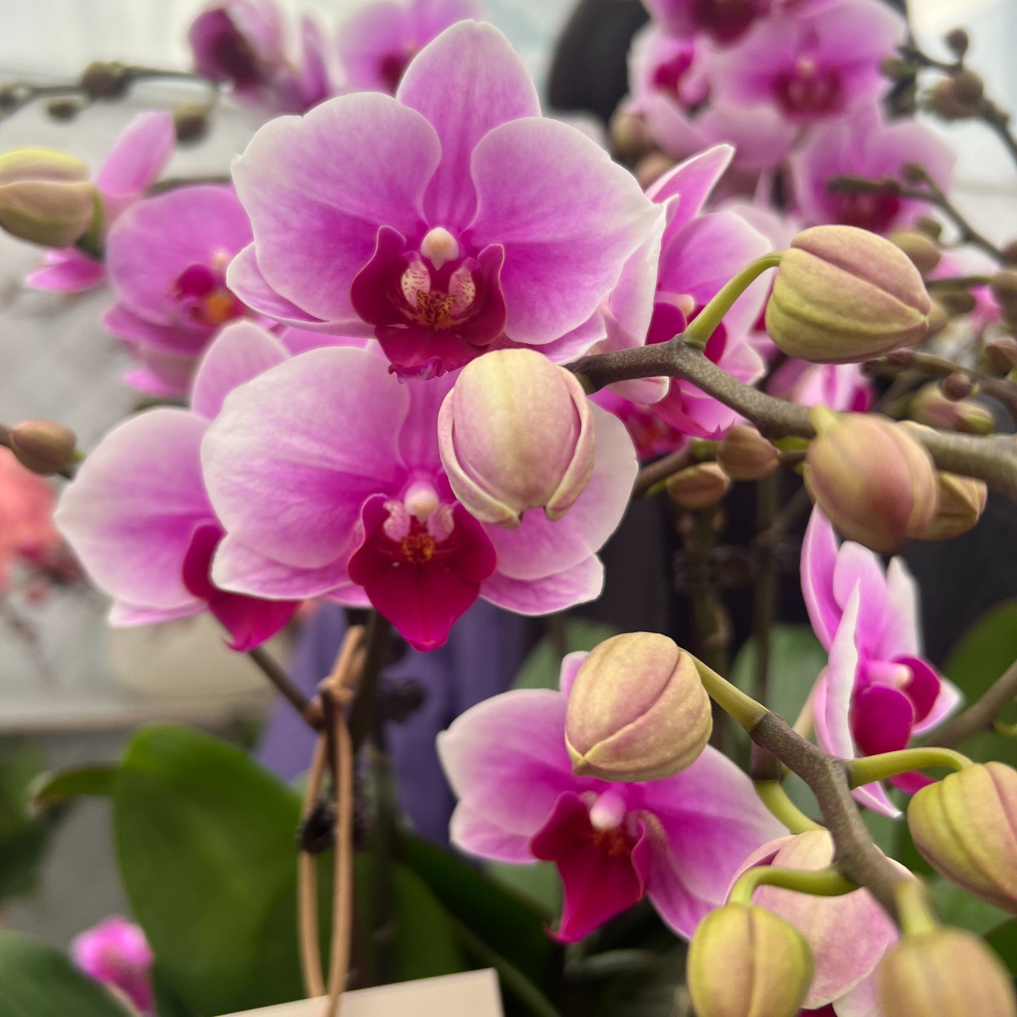 蝴蝶兰室内盘栽鲜花长花期优质苗情