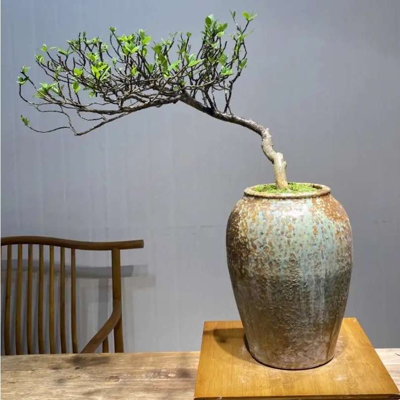 春花栀子花室内可造型观赏盆景