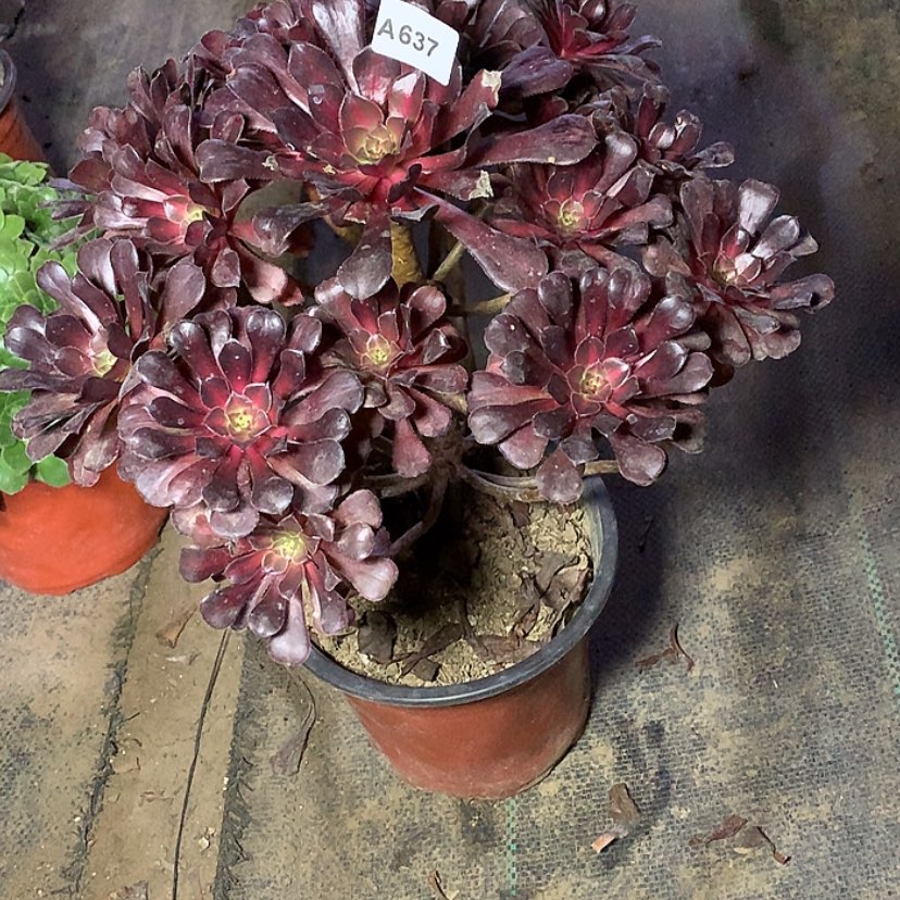 【闪购商品】637红铜中多肉