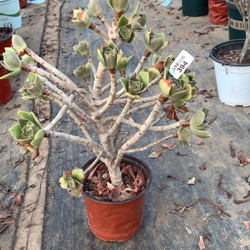 【闪购商品】394香馥多肉