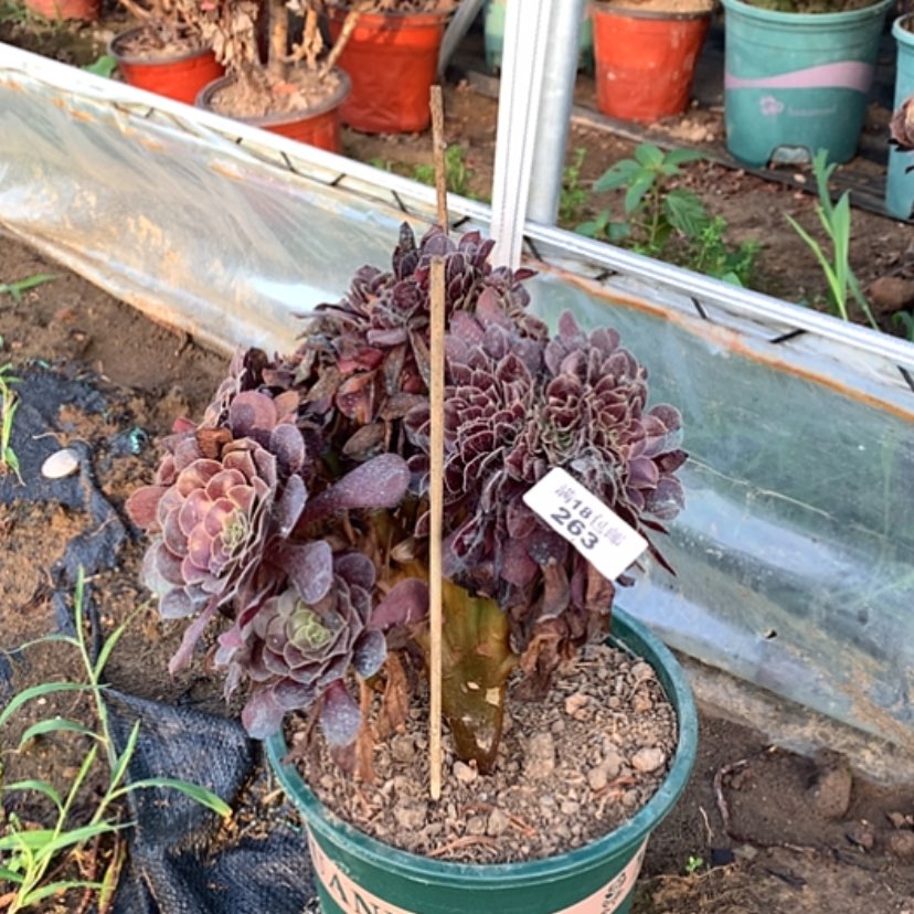 【闪购商品】263欧紫缀多肉