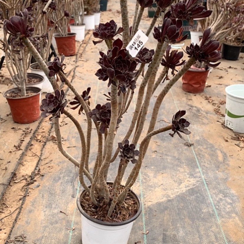 【闪购商品】145黑法师多肉