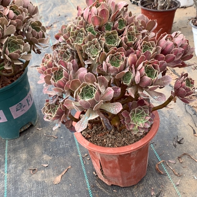 【闪购商品】104粉女巫中多肉