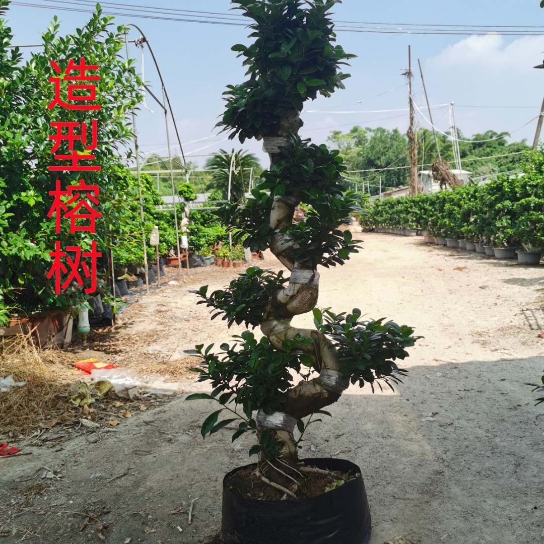 榕树盆景盆栽S弯型室内净化空气观茎树桩造型独特绿植花卉