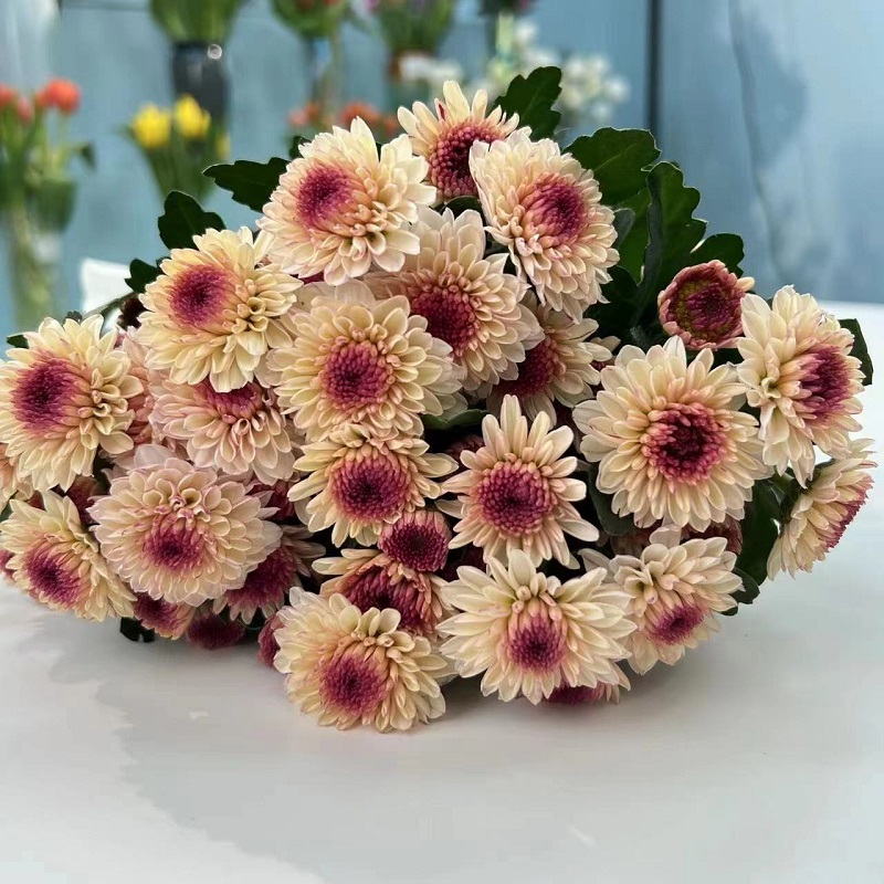 小雏菊鲜花家用水养插花云南基地直批送女朋友生日礼物客厅摆件