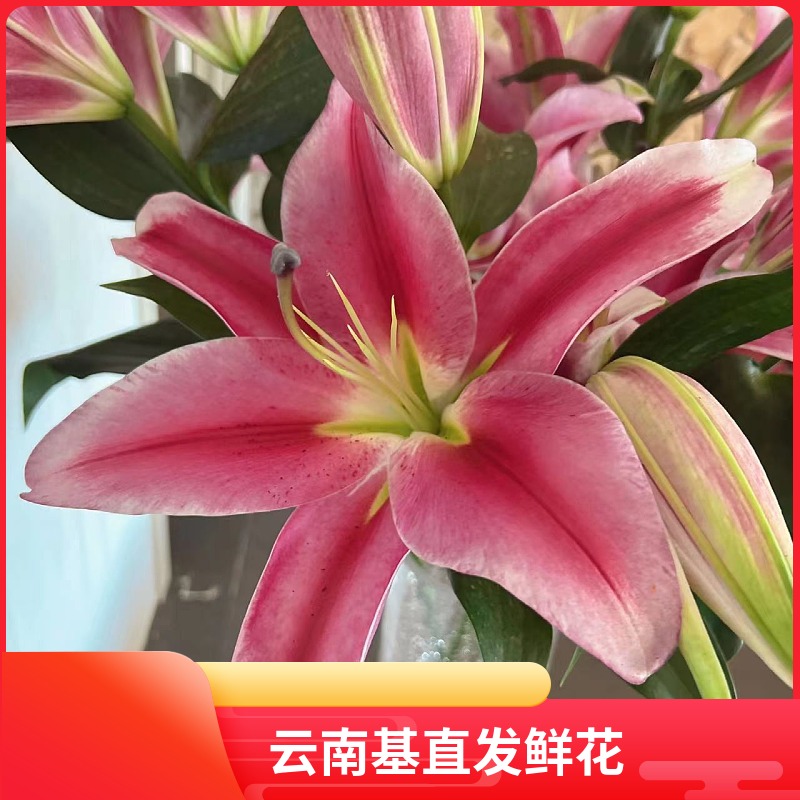 红福红色香水百合云南昆明基地直发办公室家用商务插花水养鲜花