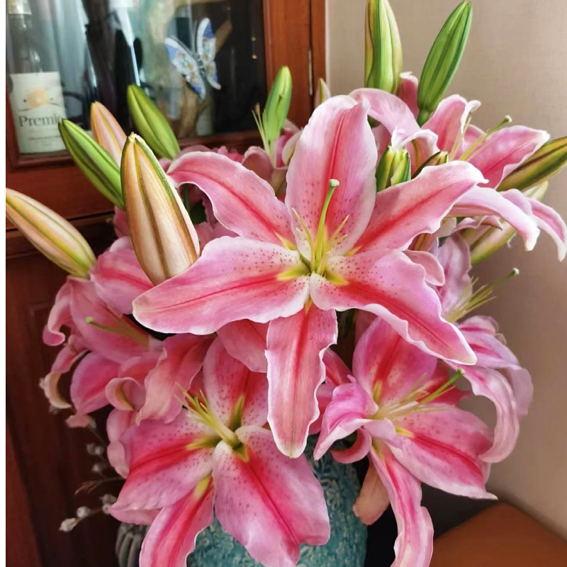 罗蒂粉色香水百合云南基地百合花花材家庭水养鲜花温馨百合花