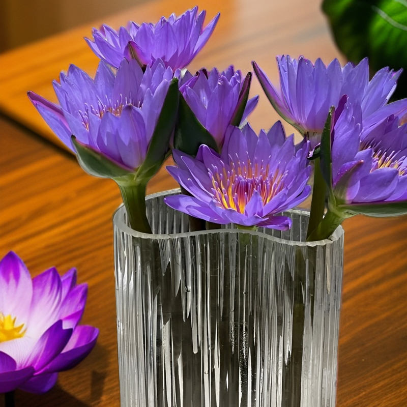 睡莲云南昆明直发插花家用鲜花客厅花束水养花温馨新鲜花卉