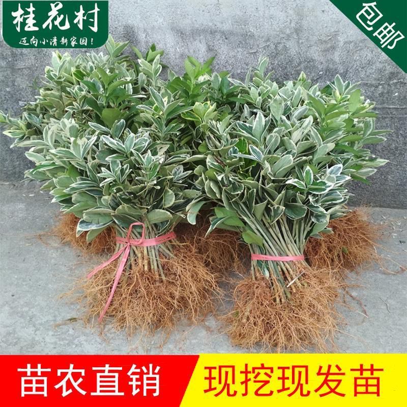 金边黄杨苗黄杨苗庭院绿化四季常青树苗篱笆金边黄杨