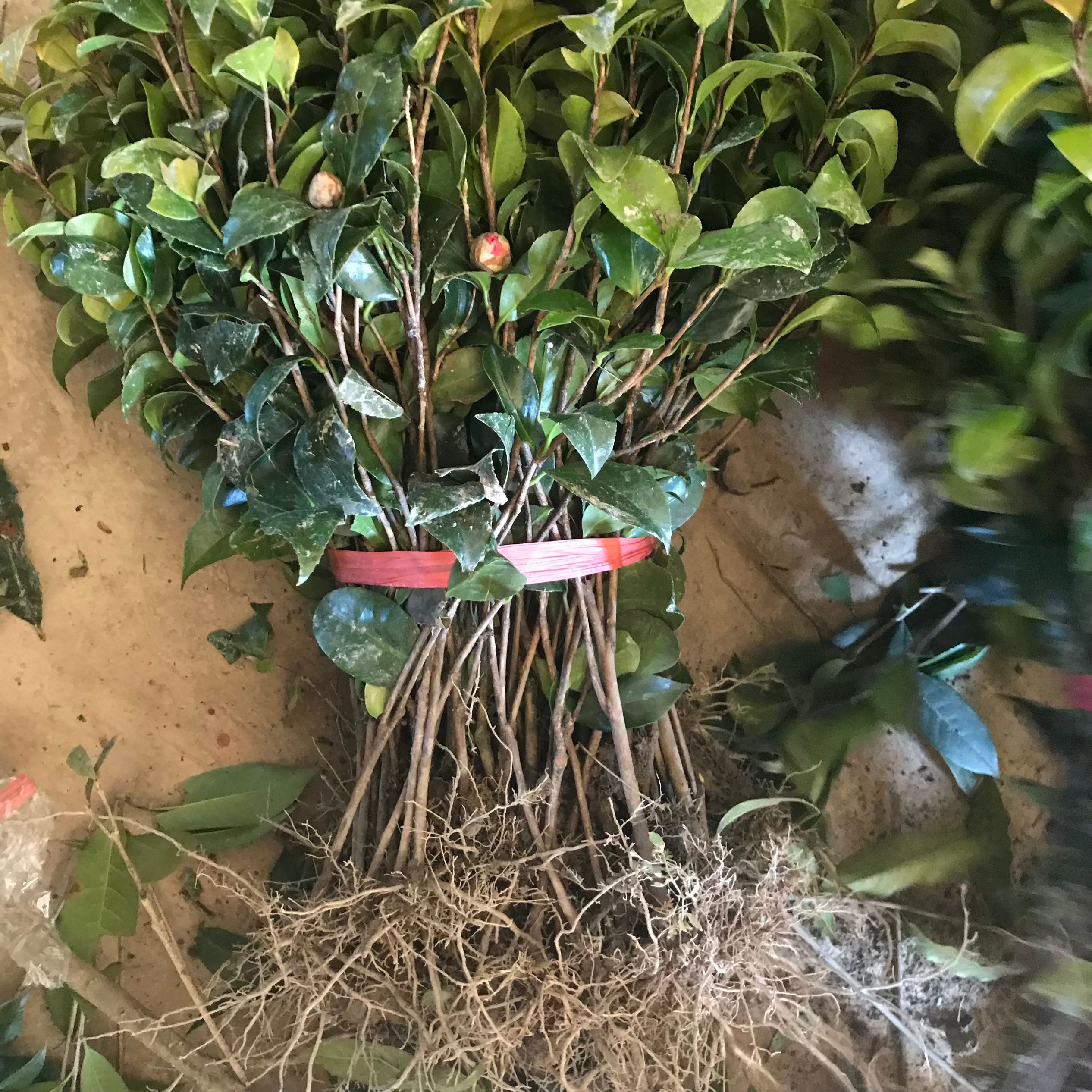 茶花四季常青耐冬耐冻大茶花树苗室内外阳台花园观花花卉盆景耐寒