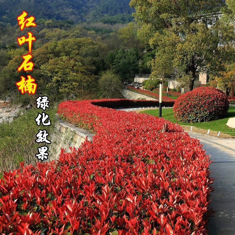 红叶石楠苗 火焰红红罗宾红叶石楠篱笆苗 四季常青庭院绿化树苗
