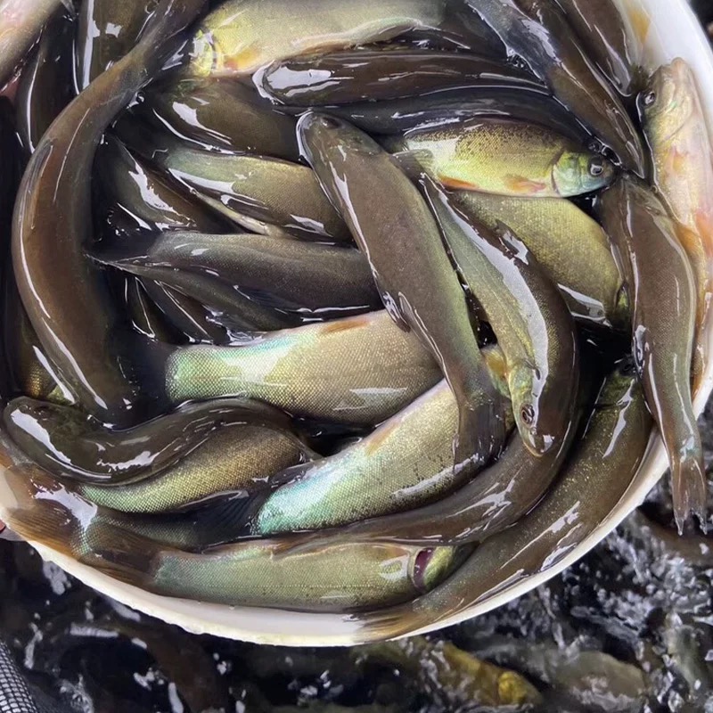 四川发货  丁桂鱼 丁贵鱼 活体包邮包活