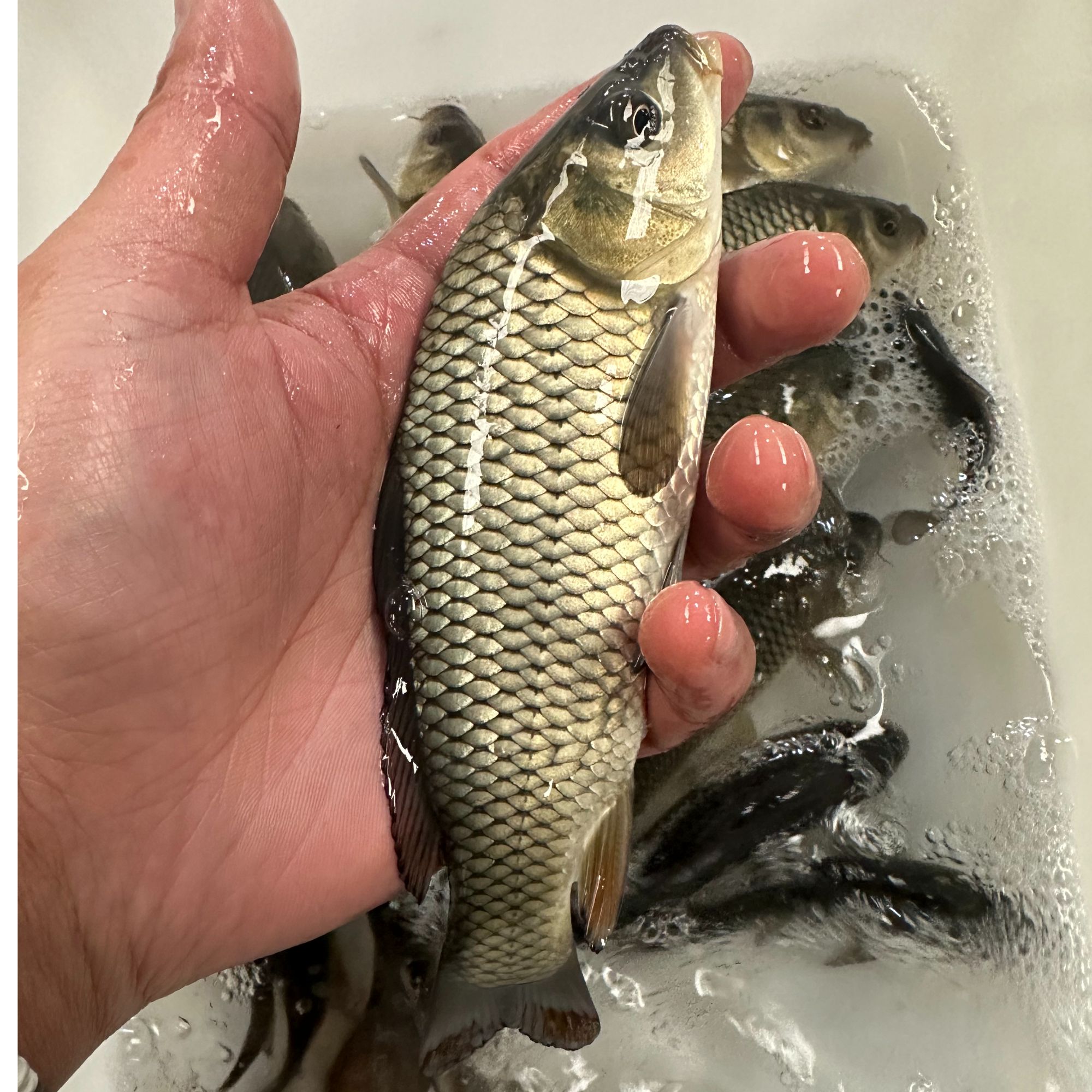 四川 优质鲤鱼 稻田鲤鱼 建鲤 丰鲤鱼 淡水水族活体