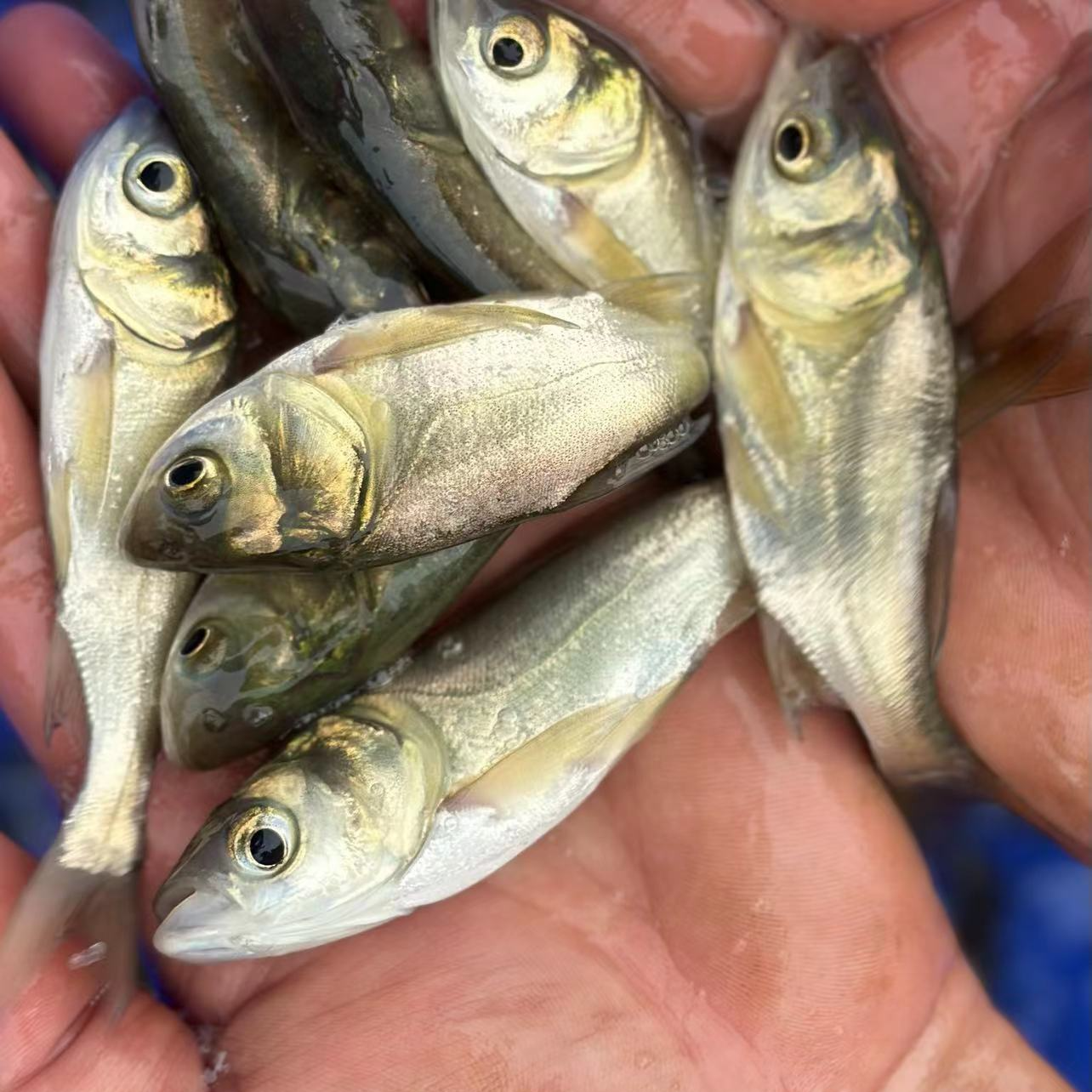 四川发货 黑花鲢 大头鱼 胖头鱼活体发货包活