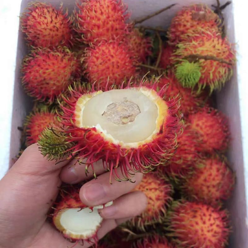 【助农精品】现货红毛丹现摘现发新鲜水果毛荔枝孕妇当季水果甜