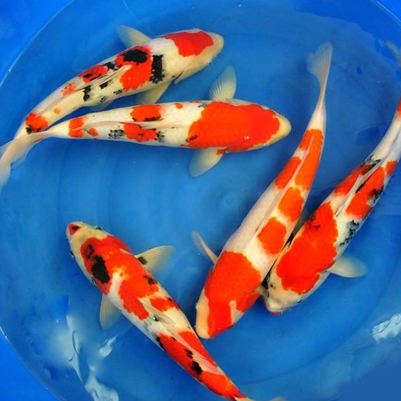 红白三色大正昭和菲写芥子茶鲤冷水鱼好养耐活