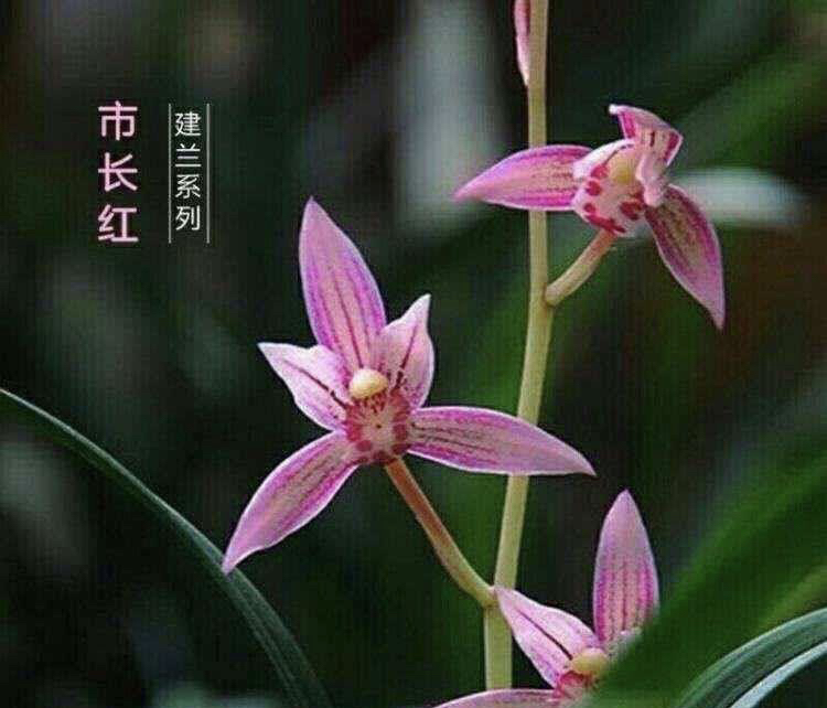 建兰 市长红 好养易活