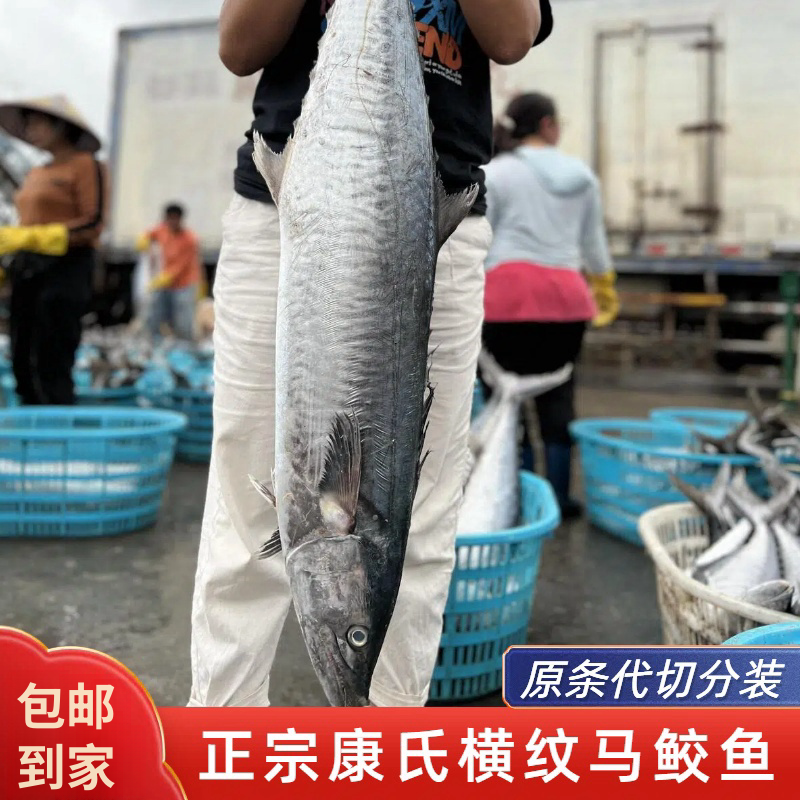 10-12斤特大横纹康氏马鲛鱼  广东博贺港深海捕捞速冻原条代切