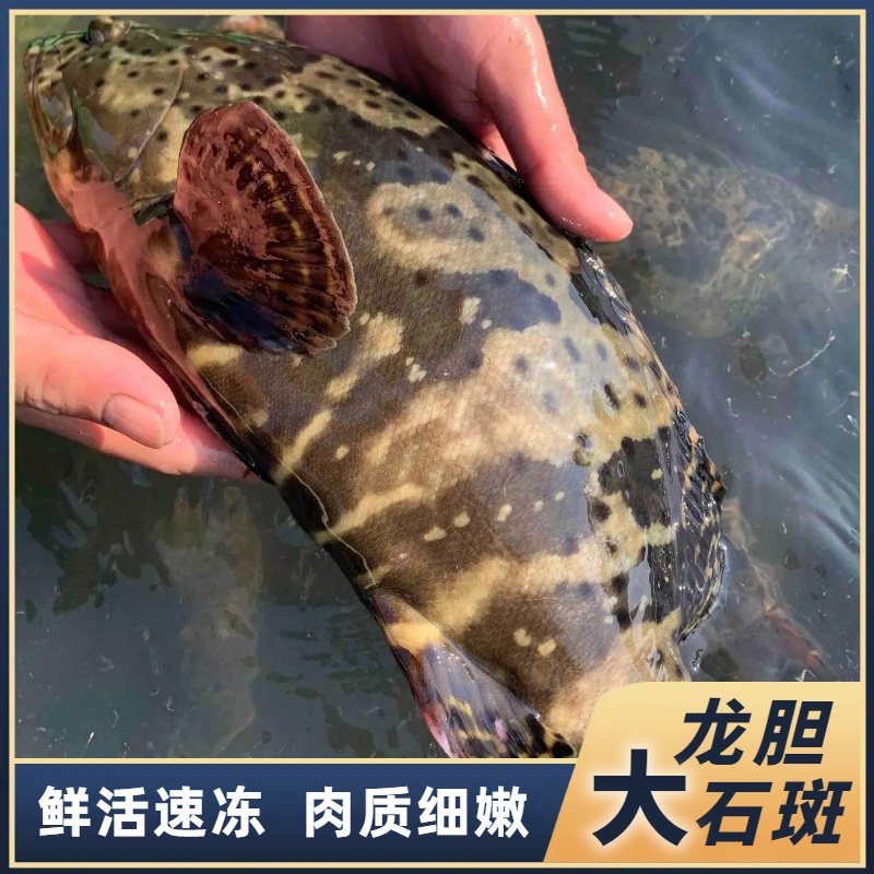3.5斤海捕石斑鱼珍珠斑青斑老虎斑鲜活速冻非活发 顺丰包邮
