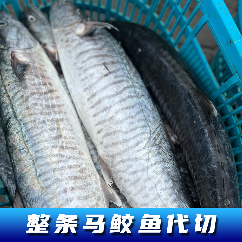 正宗大马鲛鱼15斤-30斤 广东博贺港深海捕捞原条速冻代切