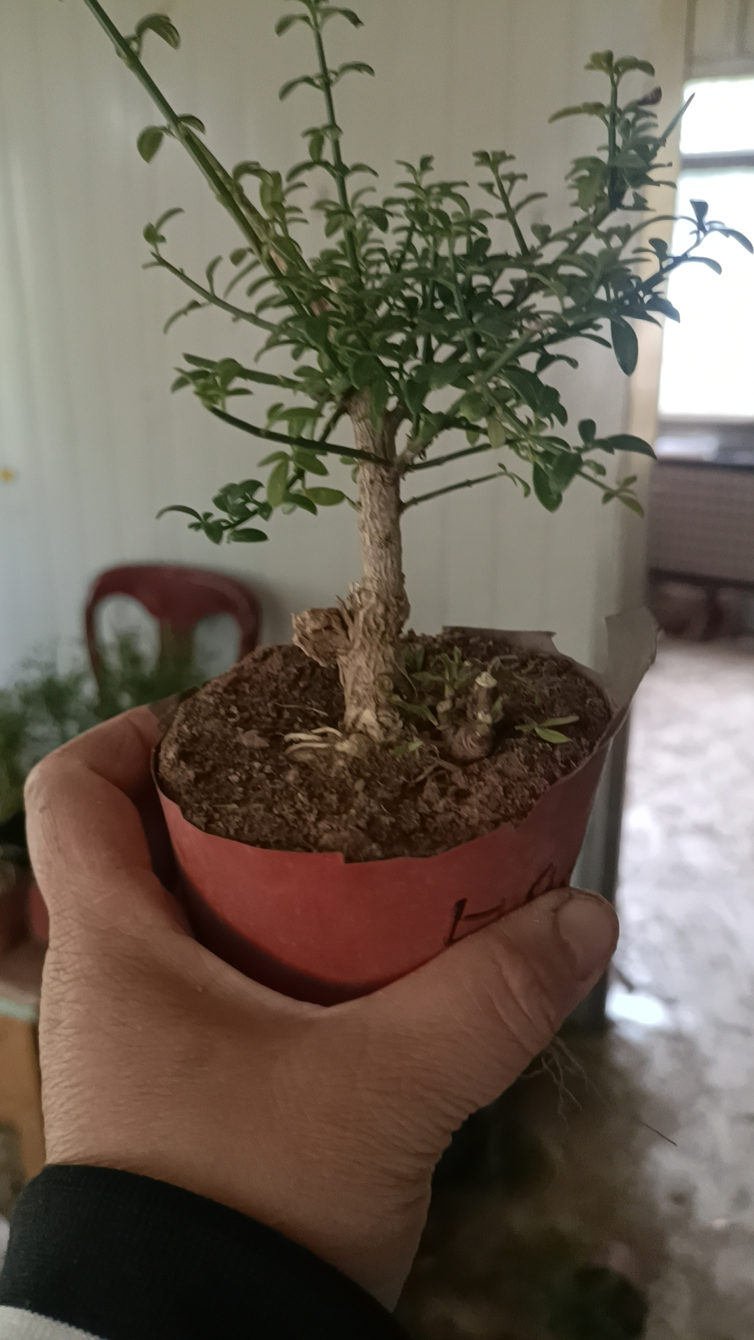 迎春白蜡金雀黑松榆树小苗20