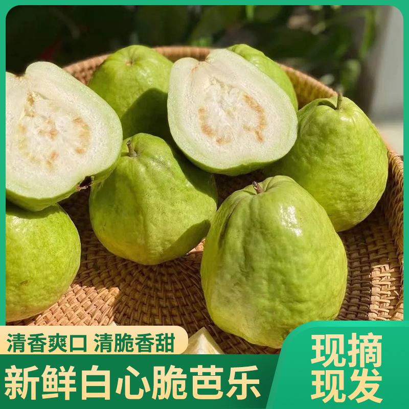 番石榴水果新鲜包邮当季广西特产当地白心芭乐口感脆甜现摘现发