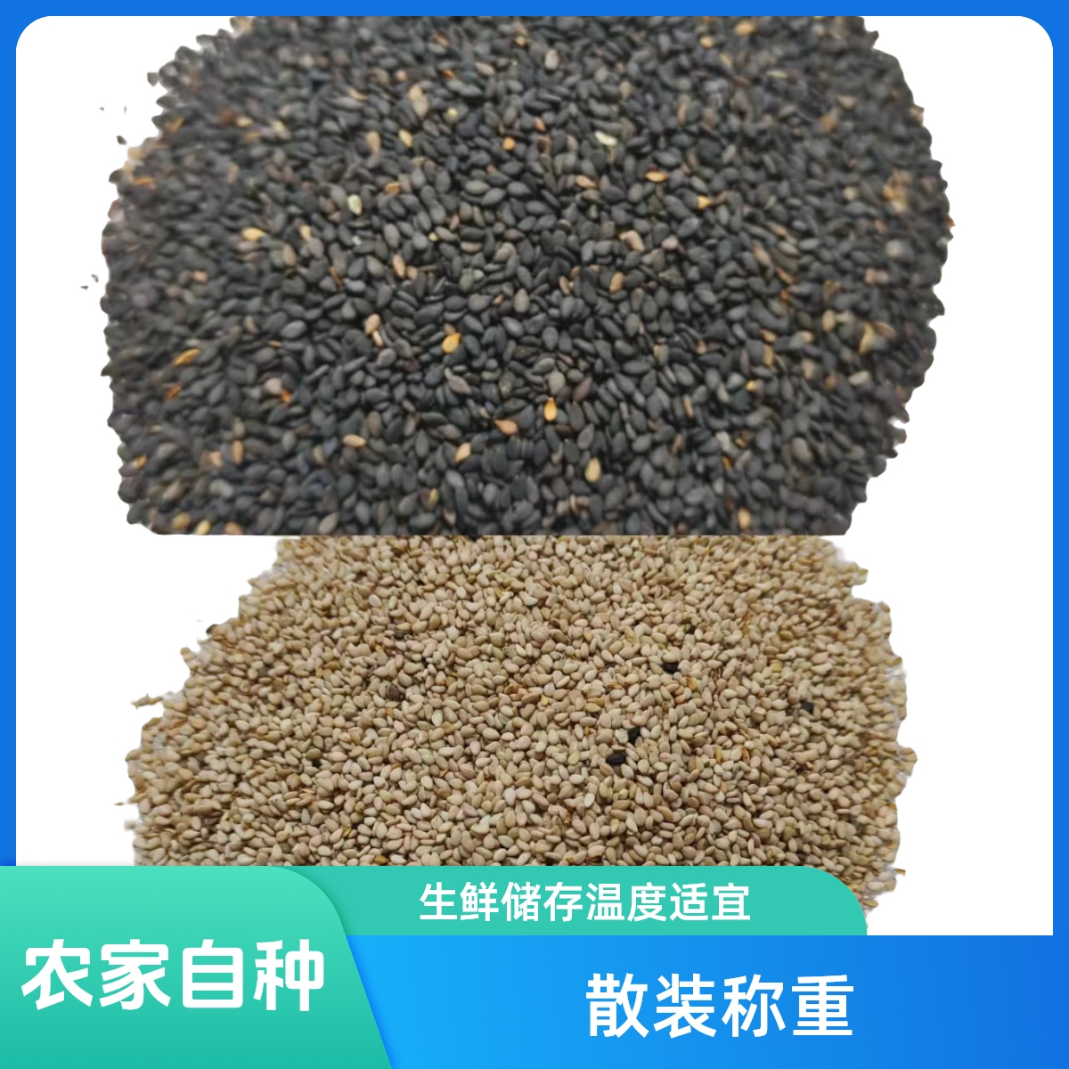 Y农家自种芝麻 黑芝麻 白芝麻 散装1斤2斤