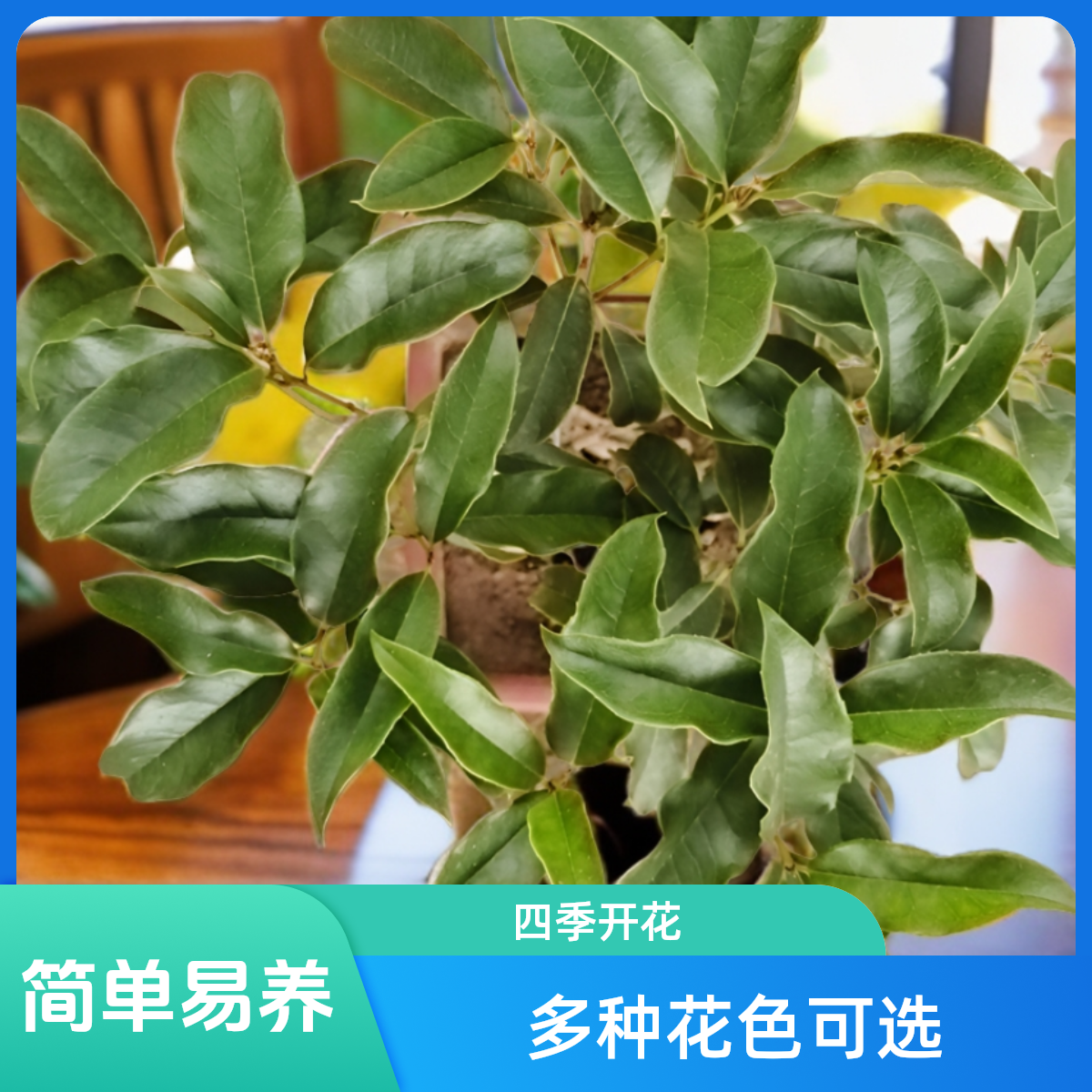 《一物一拍》桂花盆景四季桂八月桂花卉室内室外阳台植物桂花