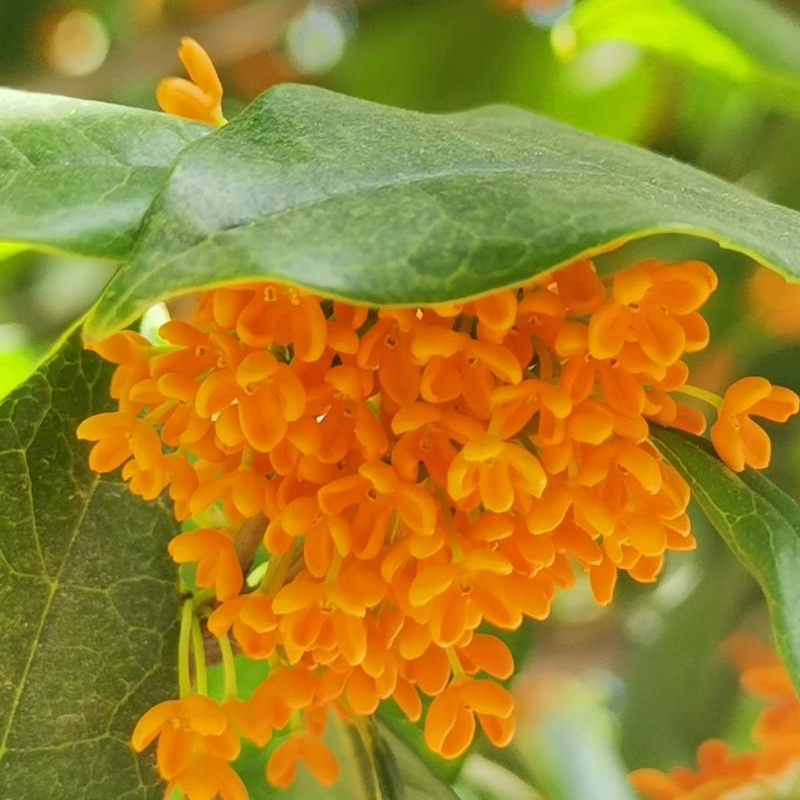 桂花盆景四季桂八月桂花卉室内室外阳台植物嫁接桂花盆景
