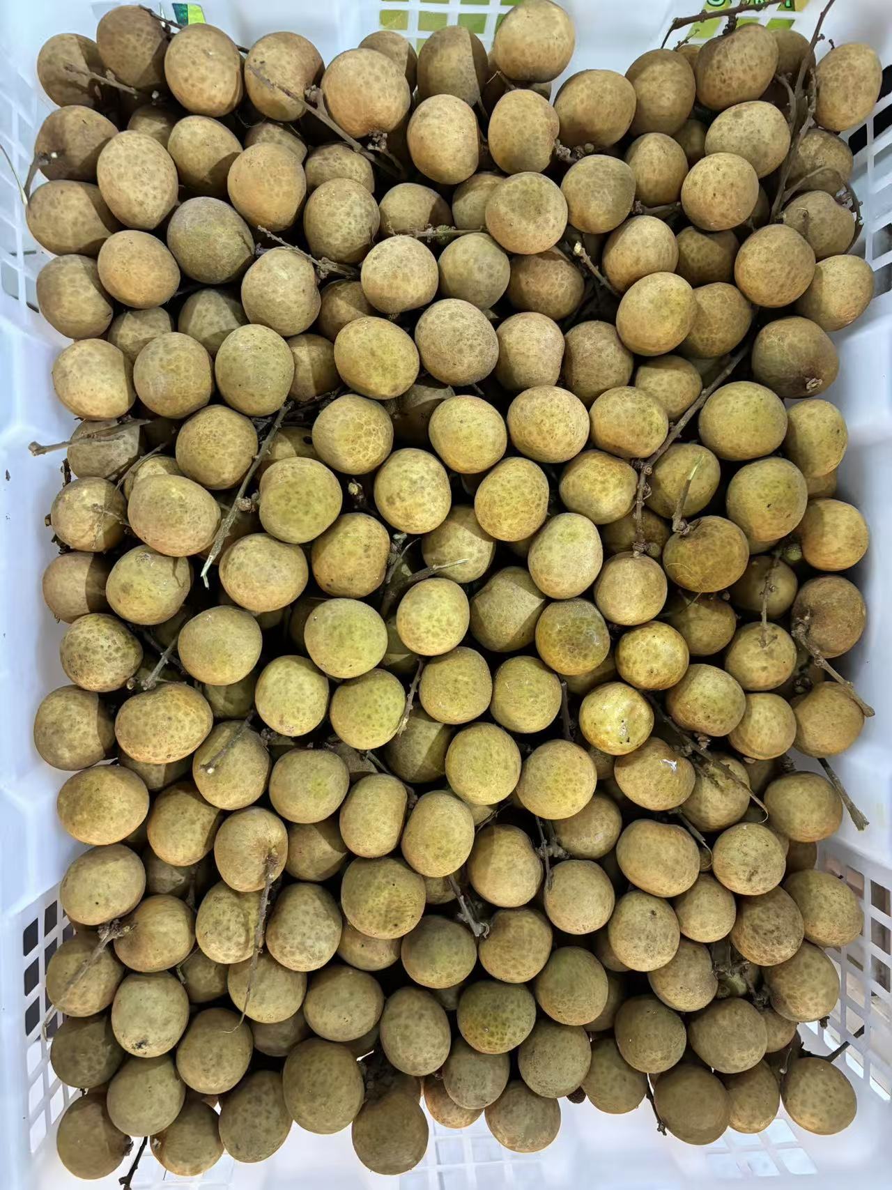 当季新鲜龙眼（一份500g）