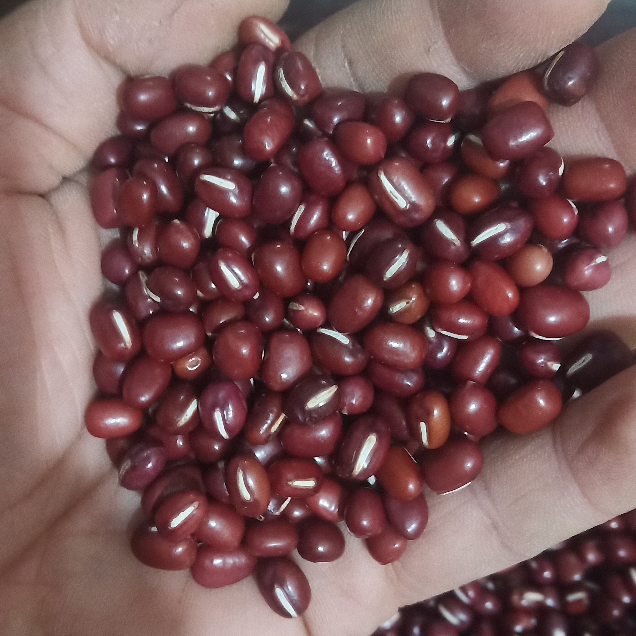 25年新老李家红小豆，东北小红豆