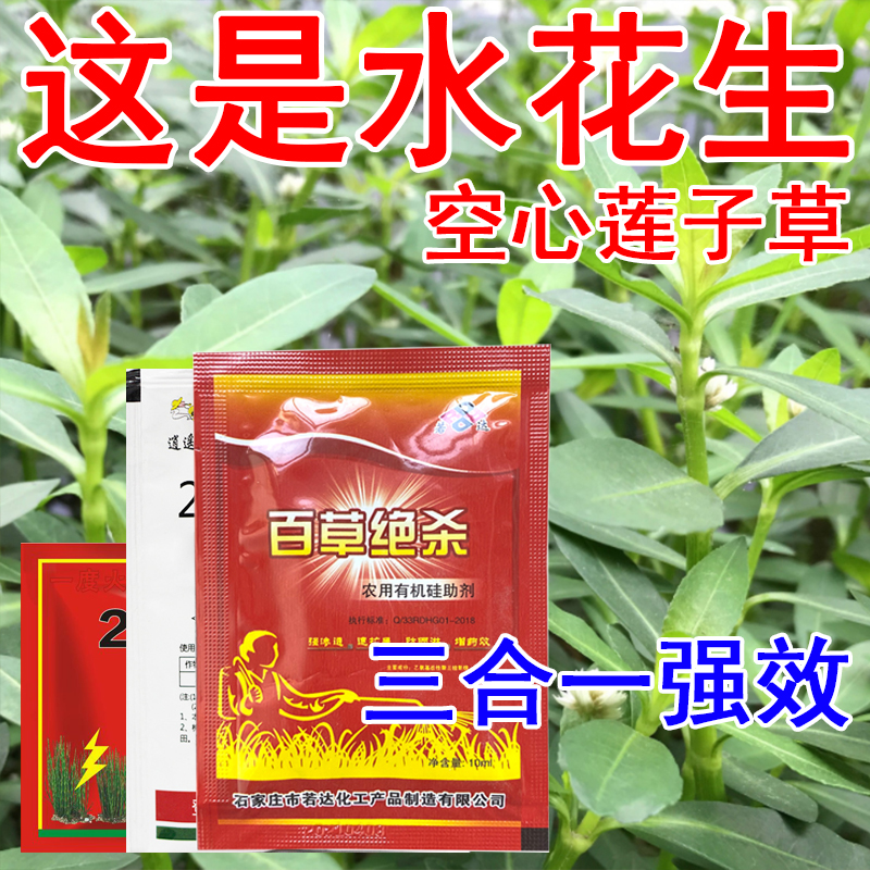 专杀水花生克星烂根连根除革命草空心喜旱莲子草专用除草剂配方药_鲜花