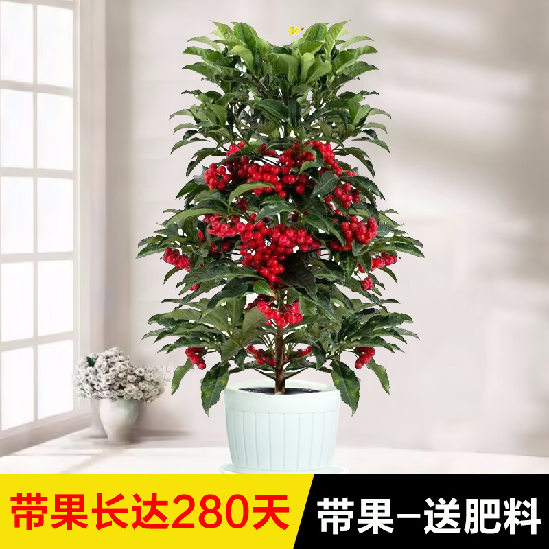 【小扬哥甄选】永福花乡园艺 富贵籽盆栽带果 带红果 富贵子 金玉
