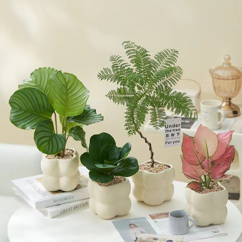 【小扬哥甄选】北欧ins造型蓝花楹绿植盆栽花卉办公室内桌面摆件